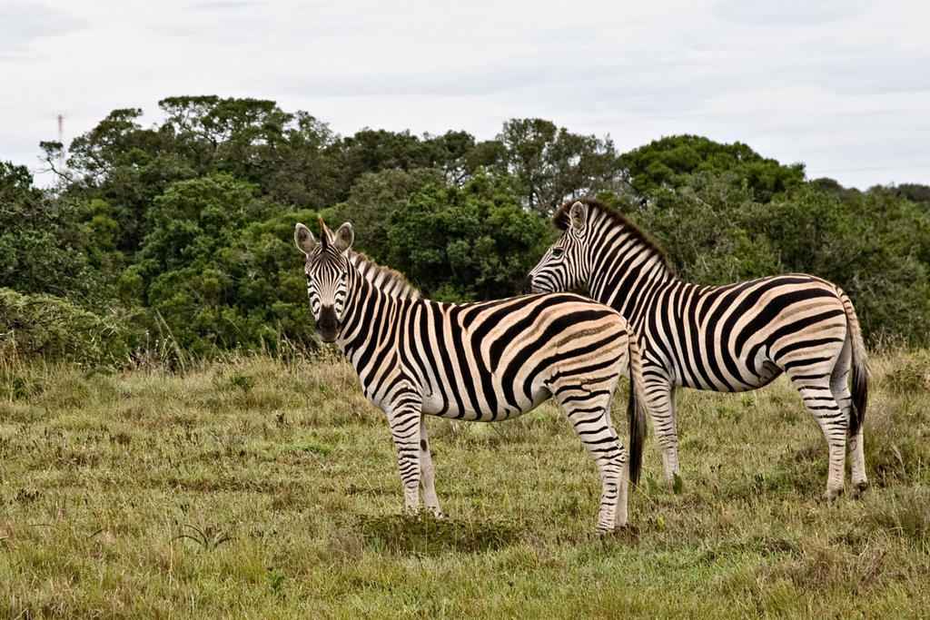 Bush Lodge - Amakhala Vadrezervátum Kültér fotó
