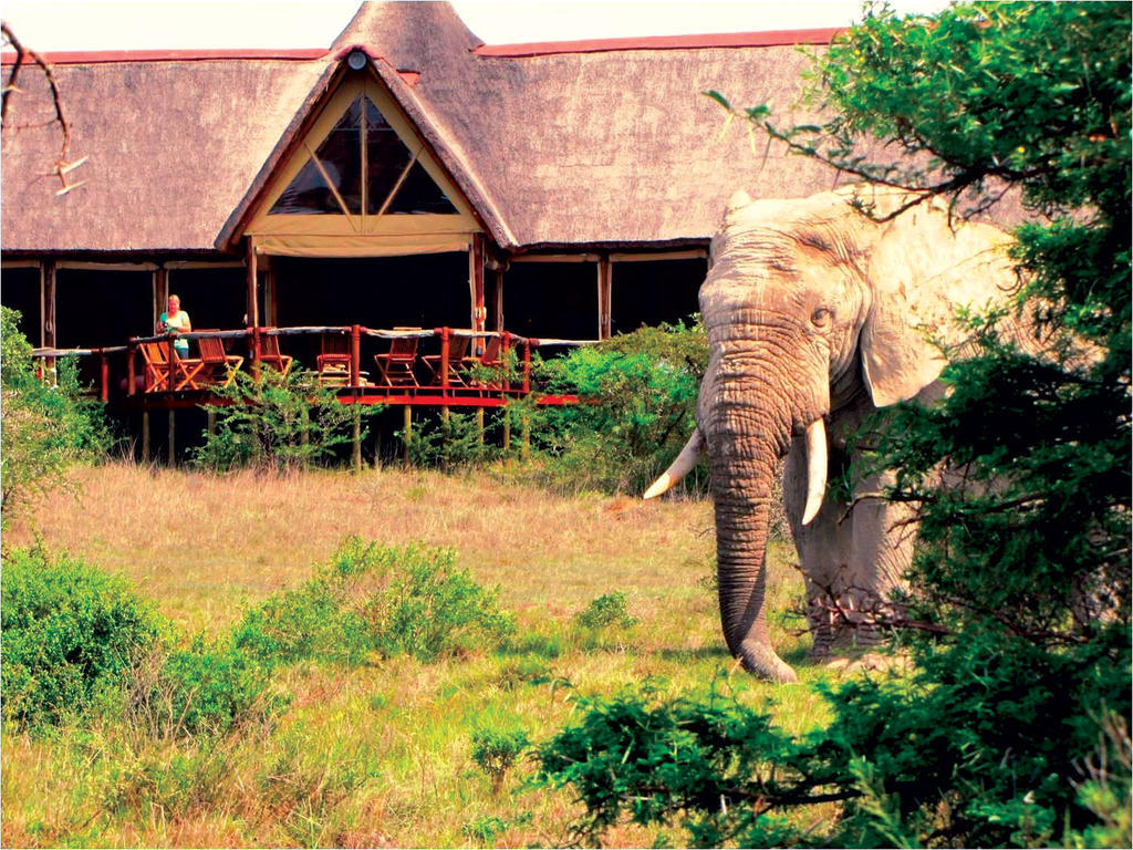 Bush Lodge - Amakhala Vadrezervátum Kültér fotó